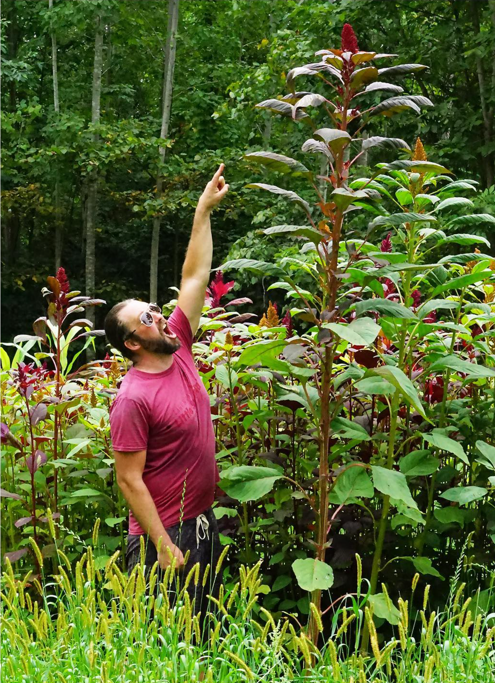 1g - Giant Amaranth Seed
