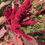 Thumbnail: 1g - Giant Amaranth Seed