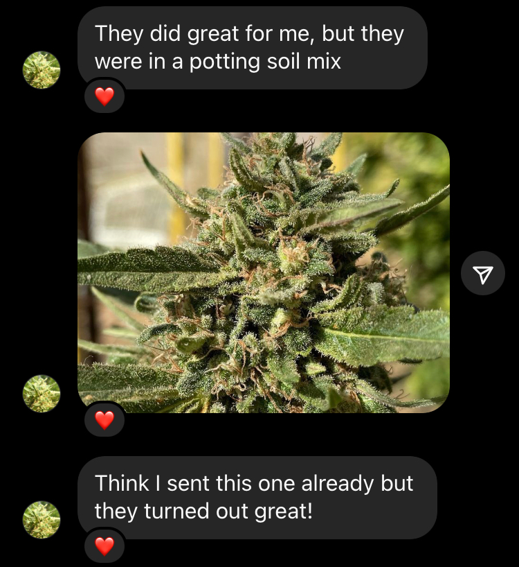 Thumbnail: On Sale - Mandarin Hash Pie Feminized Hemp Seed