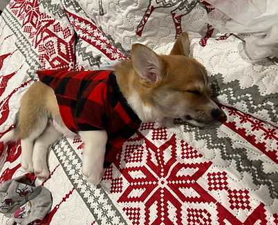 corgi 2.png