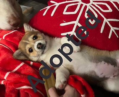 corgi 1_edited.jpg