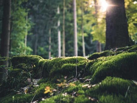 The Grounded Truth: What Science Says About Earthing