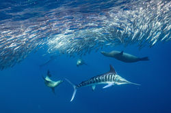 shutterstock_1593004840