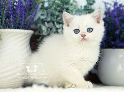 Color Point British Shorthair Kitten