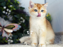 Golden British Shorthair Kitten