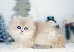 Golden British Longhair Kitten