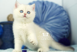 Golden British Shorthair Kitten