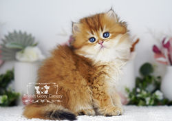 Golden British Longhair Kitten