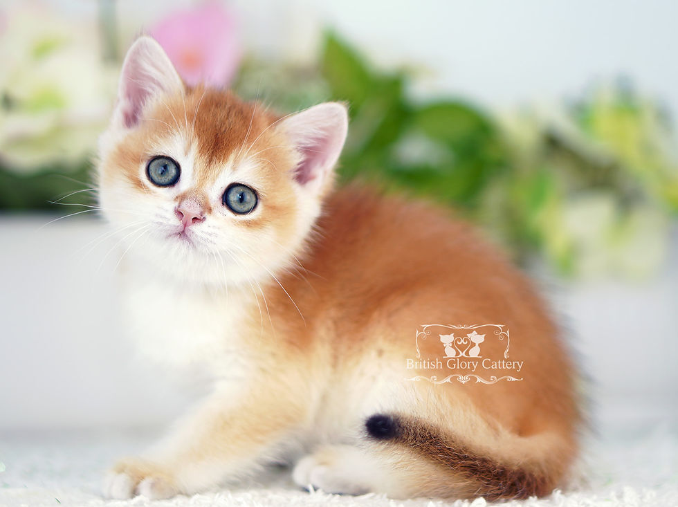 Black and Blue Golden British Kittens
