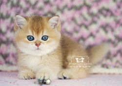 Golden British Shorthair Kitten
