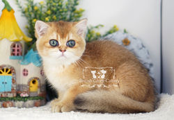 Golden British Shorthair Kitten