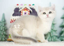 Golden British Shorthair Kitten