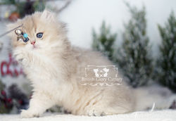 Golden British Longhair Kitten