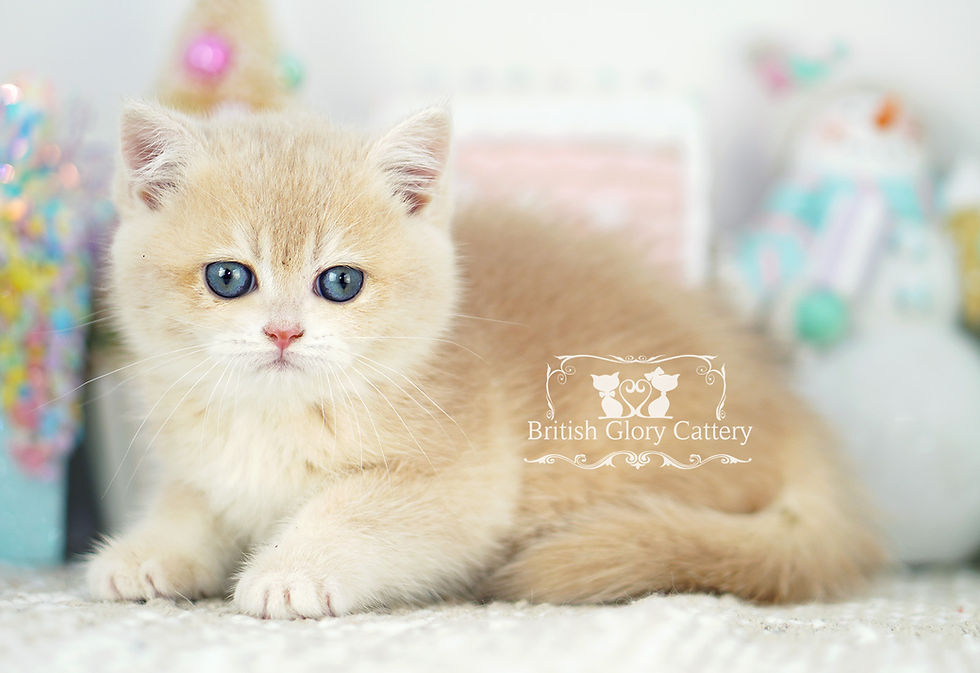 Golden British Shorthair Kitten