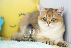 Black Golden British Shorthair Kitten
