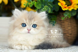 Golden British Longhair Kitten