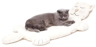 Beds for Cats