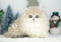 Golden British Longhair Kitten