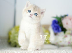 Golden British Shorthair Kitten