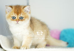 Golden British Shorthair Kitten