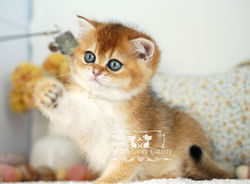 Golden British Shorthair Kitten