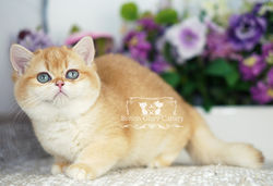 Golden British Shorthair Kitten