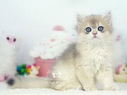 Golden British Longhair Kitten