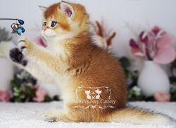 Golden British Shorthair Kitten