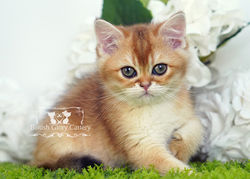 Golden British Shorthair Kitten
