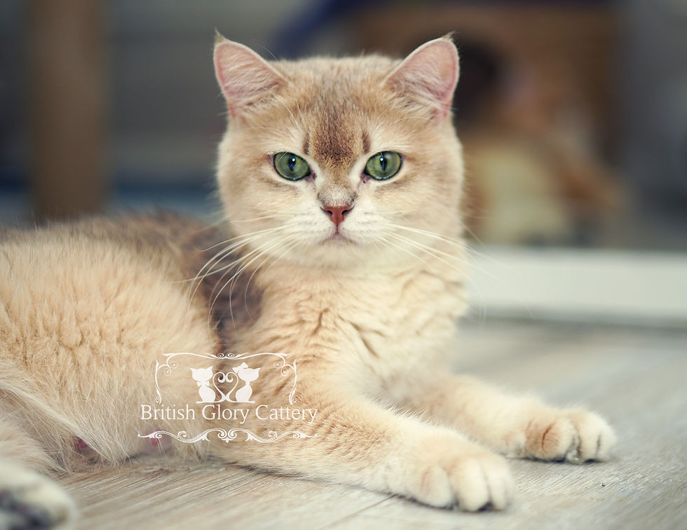 Blue Golden Chinchilla British Shorthair Cat