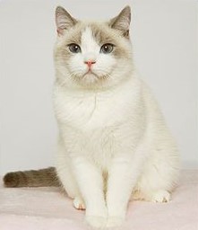 Lilac Point Bi-Color British Cat