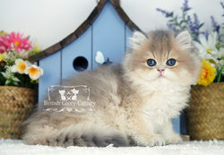 Golden British Longhair Kitten