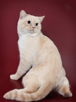 Cream Point British cat