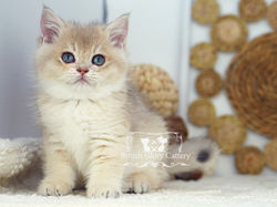 Golden British Shorthair Kitten