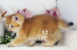 Golden British Shorthair Kitten