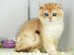 Golden British Shorthair Kitten