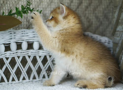 Black golden shaded British kitten