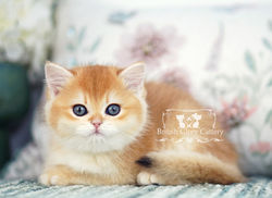Golden British Shorthair Kitten