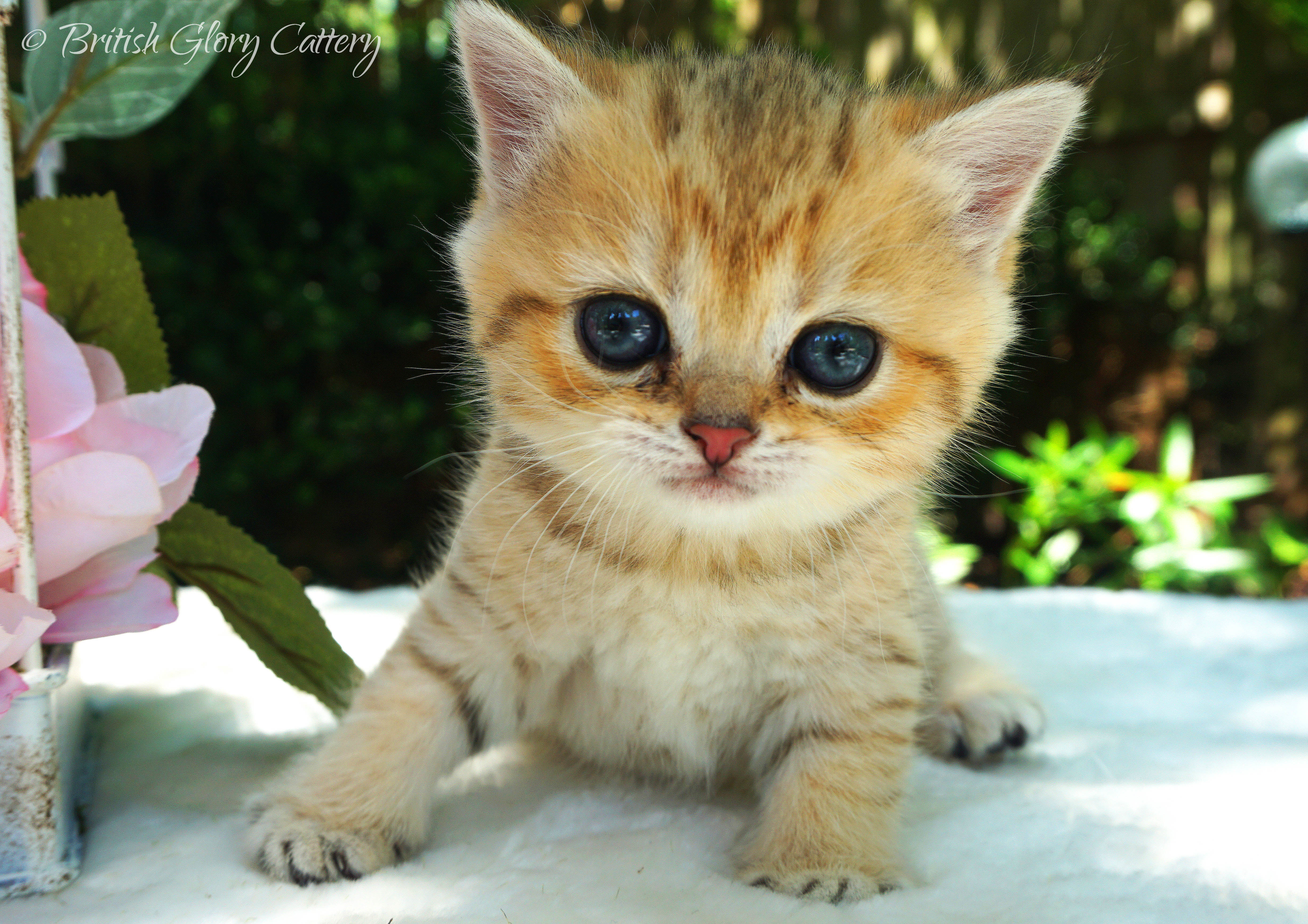 Previous Litters United States British Glory Cattery