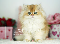 Golden British Longhair Kitten