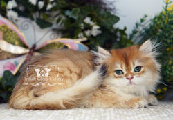 Golden British Longhair Kitten