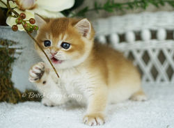 Black golden chinchilla kitten