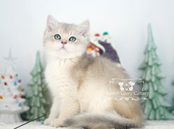 Golden British Shorthair Male Kitten