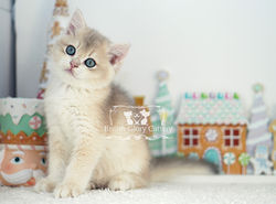 Golden British Shorthair Kitten