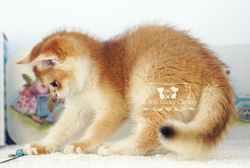 Golden British Shorthair Kitten