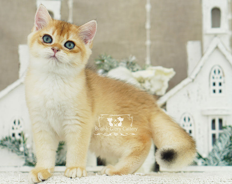 Golden British Shorthair Kitten