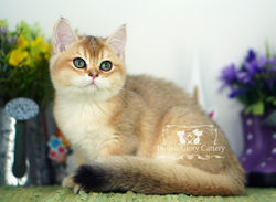 Golden British Shorthair Kitten