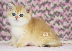 Golden British Shorthair Kitten