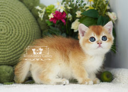 Golden British Shorthair Kitten