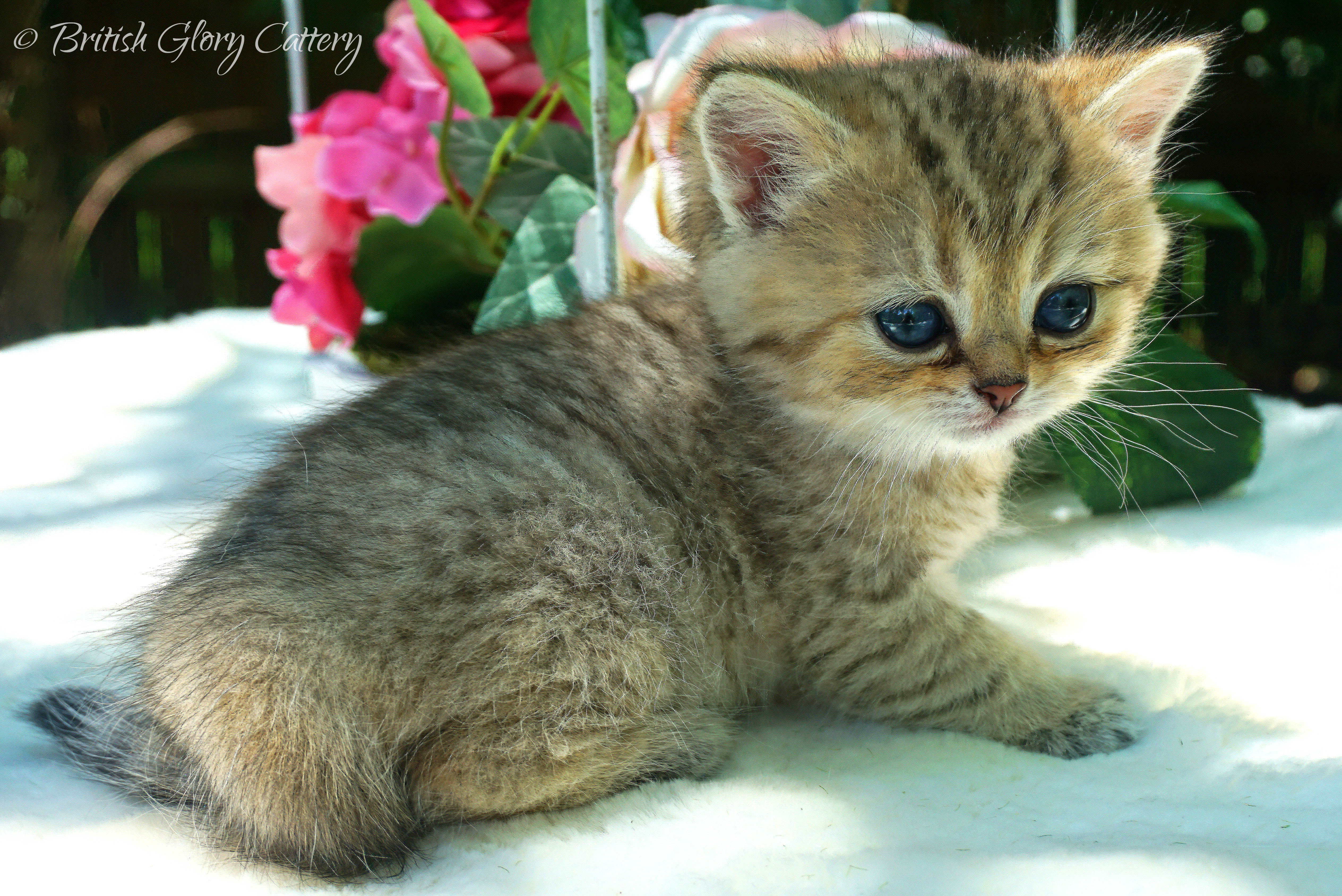 Previous Litters United States British Glory Cattery